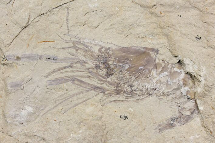 Cretaceous Fossil Shrimp - Lebanon #147244